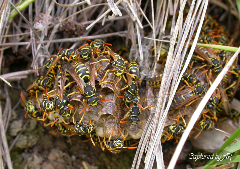 Polistes gallicus?